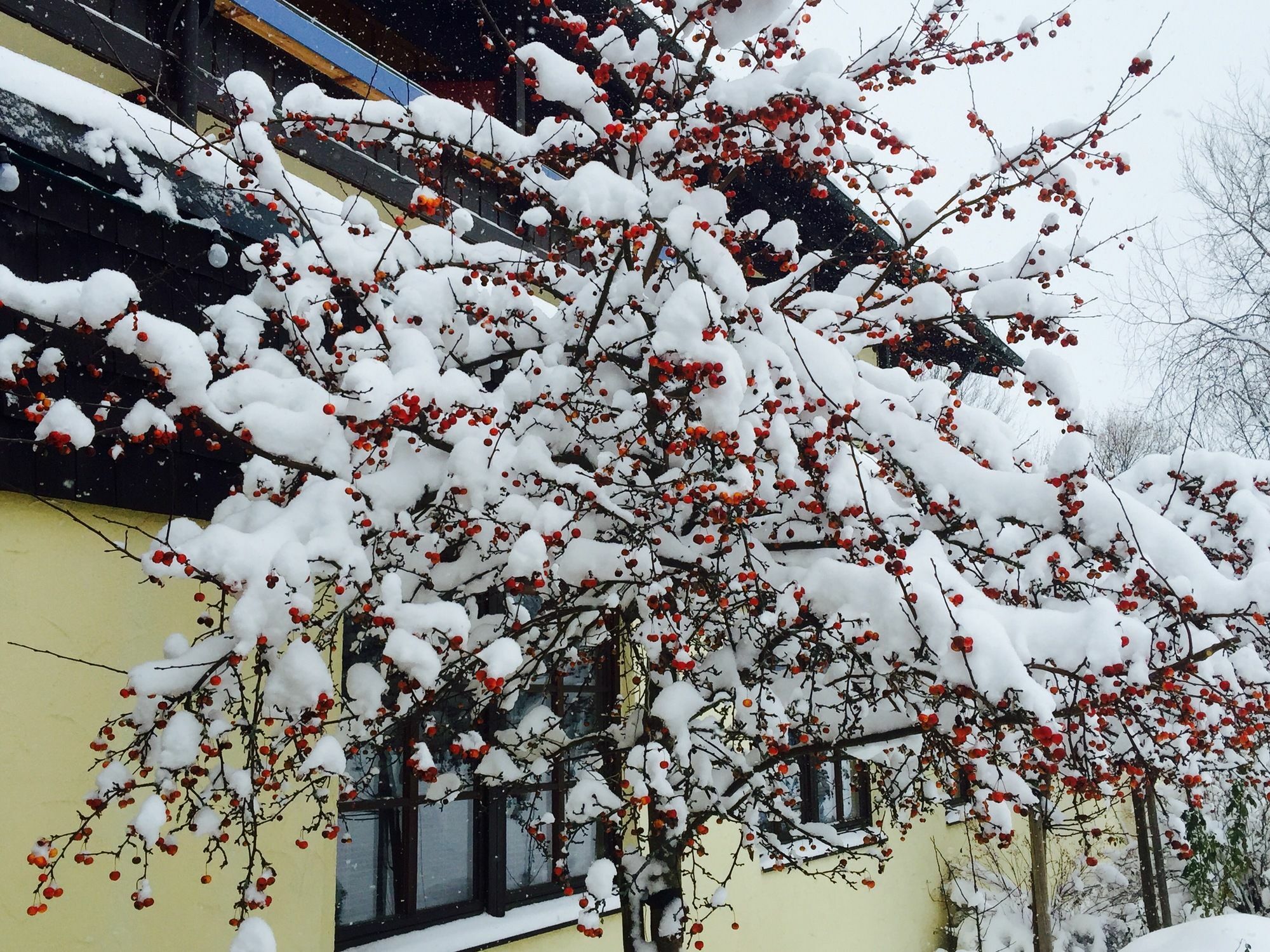 Das Wiesgauer - Alpenhotel Inzell Luaran gambar